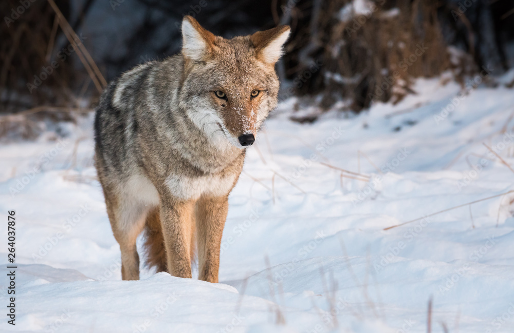 Coyote in the wild