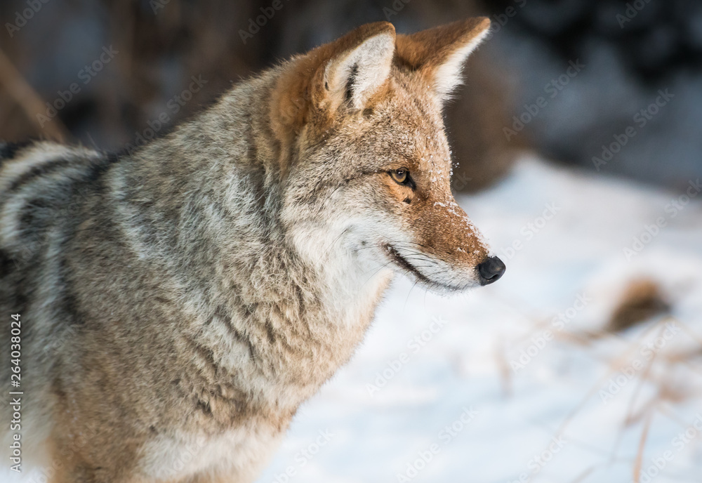 Coyote in the wild Coyote in the wild