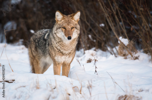 Coyote in the wild © Jillian