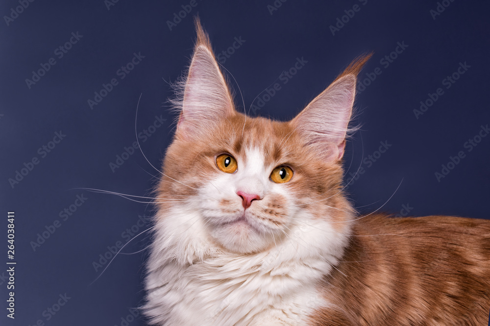 Pretty maine coon cat on grey background.