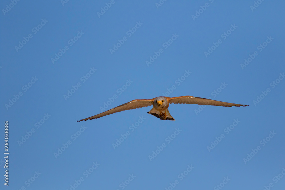 Bird Of Prey Flying Falcon With Its Hunt Nature Background Bird bird-of-prey-flying-falcon-with-its-hunt-nature-background-bird