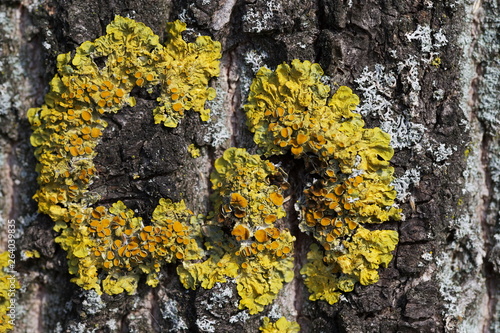 lichen on a tree close up  © byaz3