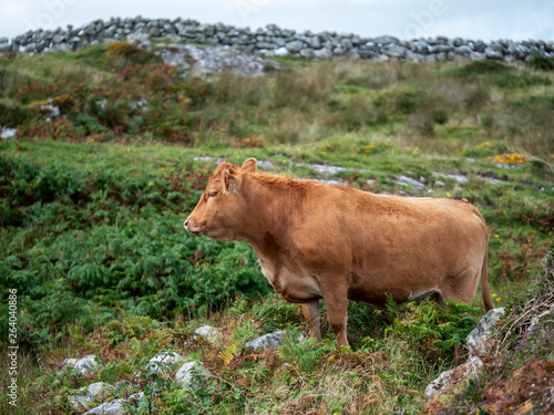 Brown cow in a pasture. West coast of Ireland.