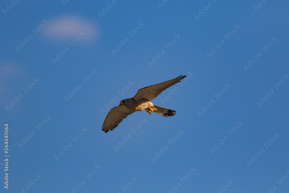 Obraz premium Flying falcon with its hunt. Nature background. Bird: Lesser Kestrel. Falco naumanni. 
