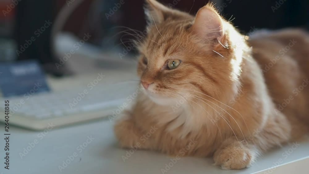 Cute ginger cat lying on table near computer keyboard. Cozy home with fluffy pet dozing in sunlight. Cute ginger cat lying on table near computer keyboard. Cozy home with fluffy pet dozing in sunlight.