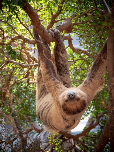 Canvas Print A sloth hanging upside down in the branches of a tree
