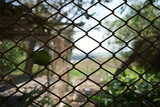 Closeup view of chain link fence with blurred background