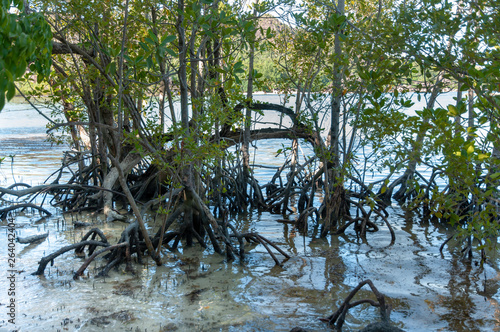 Mangrove forest at low tide. Curieuse Island, Seychelles © MassimilianoF