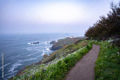 wild flowers along the road to the ocean