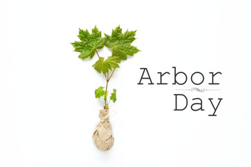 Young tree seedlings. Arbor day - space for text 
