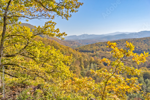 Fototapeta Naklejka Na Ścianę i Meble -  Oaks on the edge of a cliff in the mountains