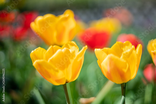 Fototapeta Naklejka Na Ścianę i Meble -  Group of colorful tulip. Purple flower tulip lit by sunlight. Soft selective focus, tulip close up, toning. Bright colorful tulip photo background