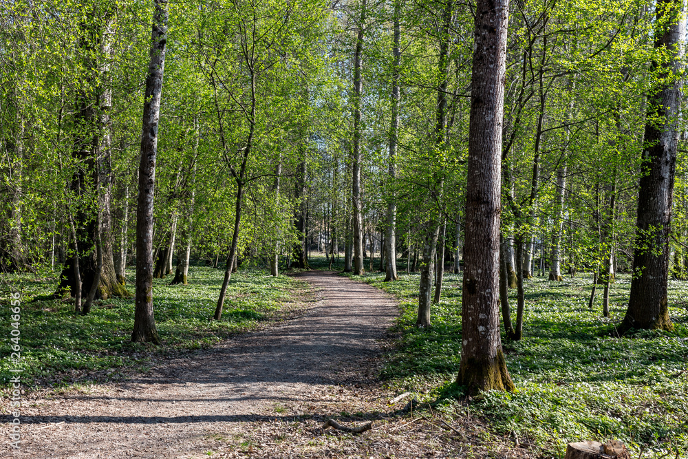 Forest with Anemone Nemorosa and path for hiking. Mulleskogen in Kil, Varmland, Sweden. Forest with Anemone Nemorosa and path for hiking. Mulleskogen in Kil, Varmland, Sweden.