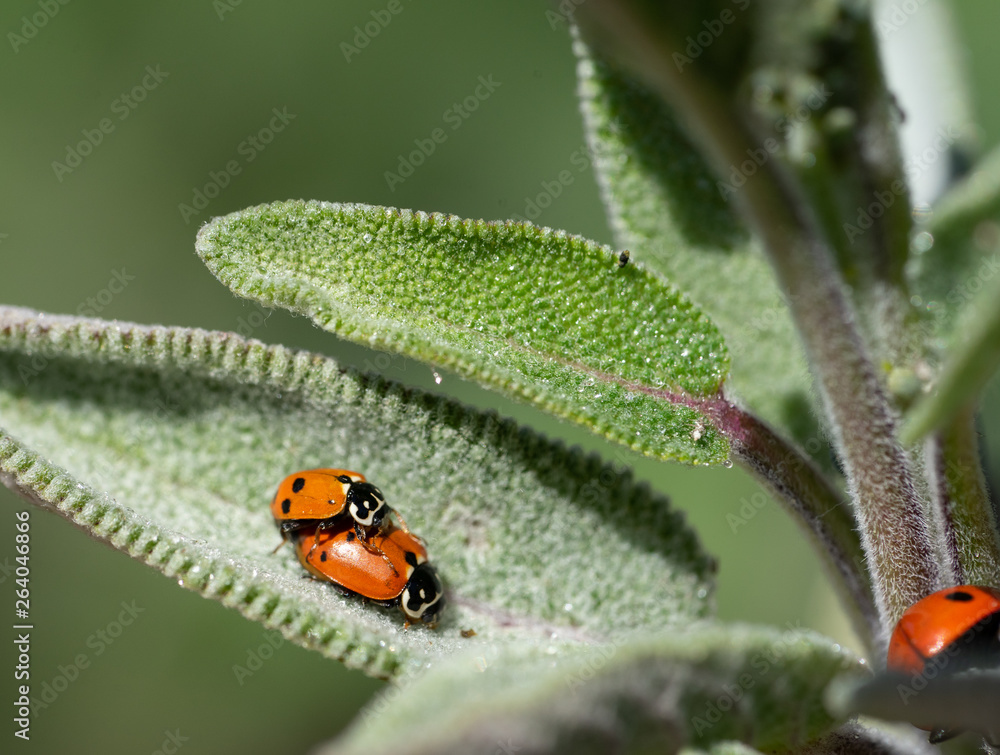 Naklejka premium Mating ladybugs on sage leaves