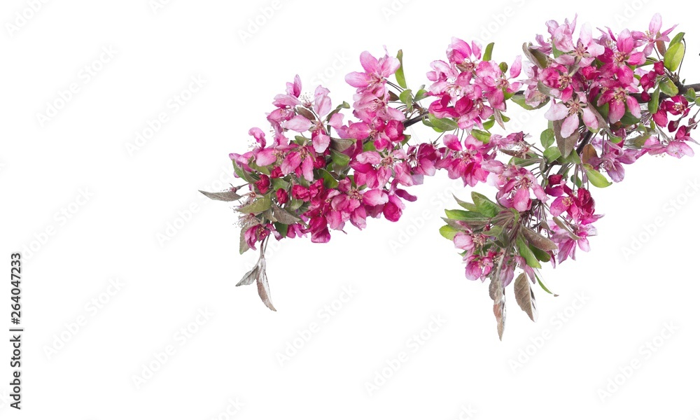 Fototapeta premium Blossom.