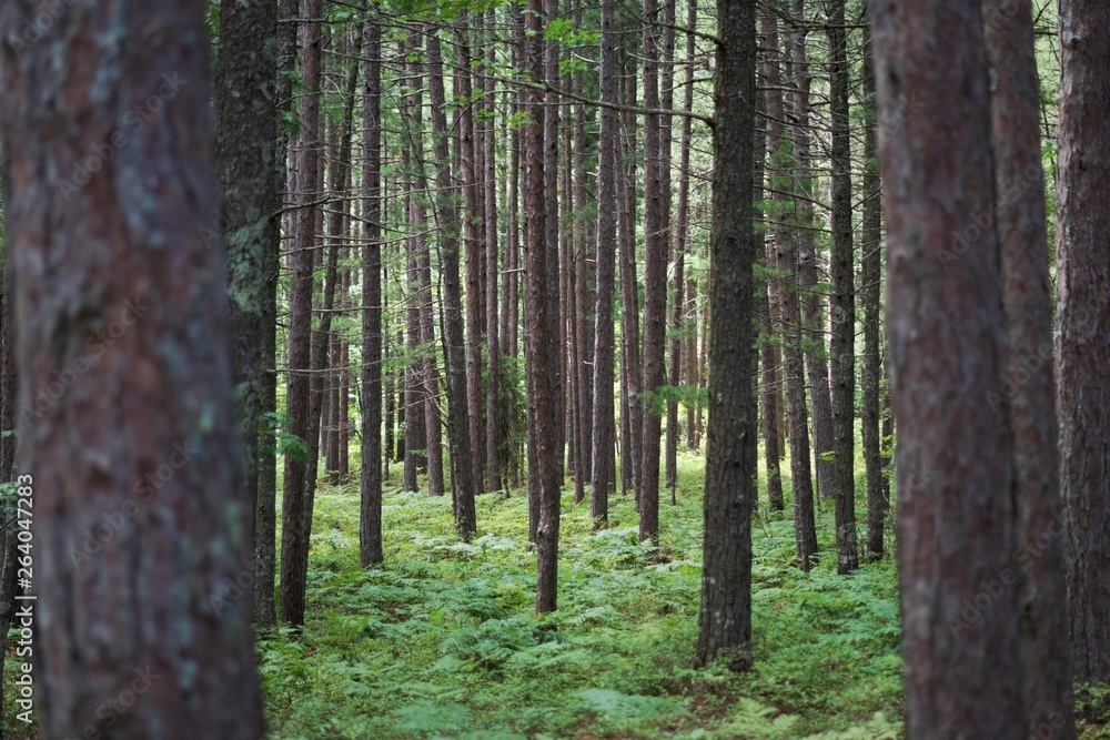 Naklejka premium trees in the forest