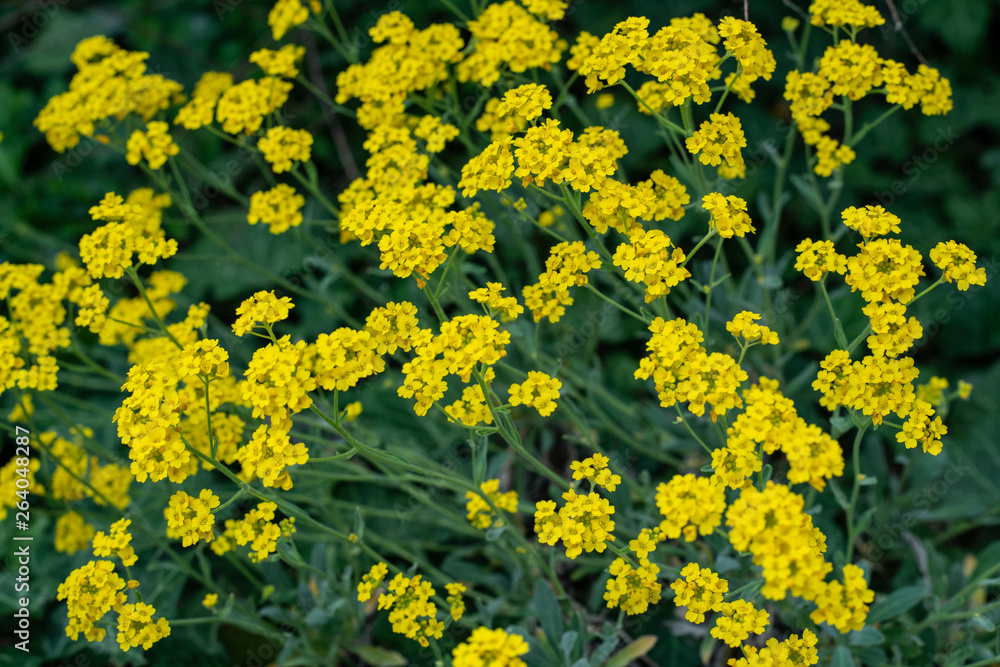 Closeup of beautiful yellow flowers in the garden Closeup of beautiful yellow flowers in the garden