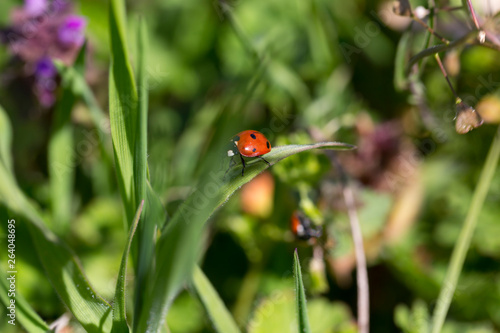 Red Ladybirds in Love in the green Nature
