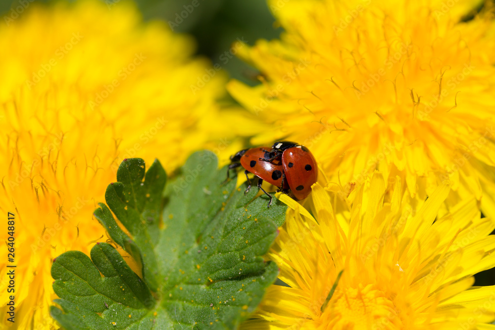 Red Ladybirds in Love in the green Nature Red Ladybirds in Love in the green Nature