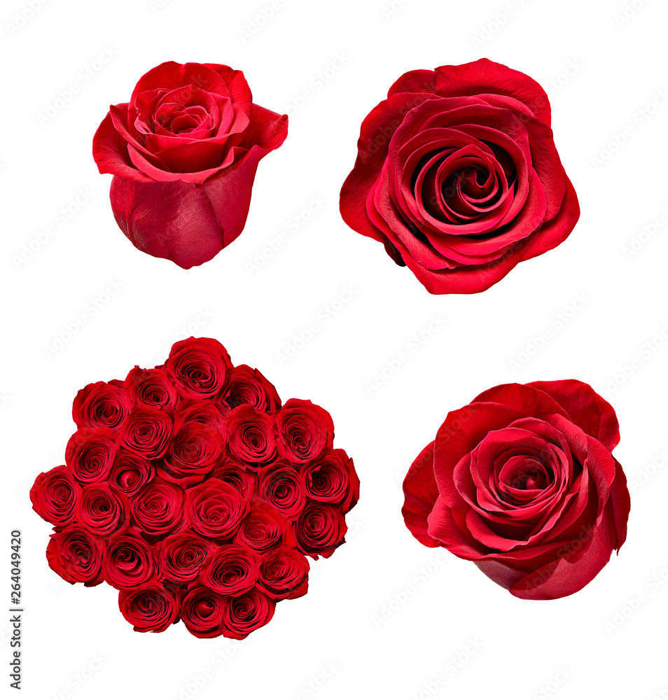 flower rose petal blosspm background flower rose petal blosspm background