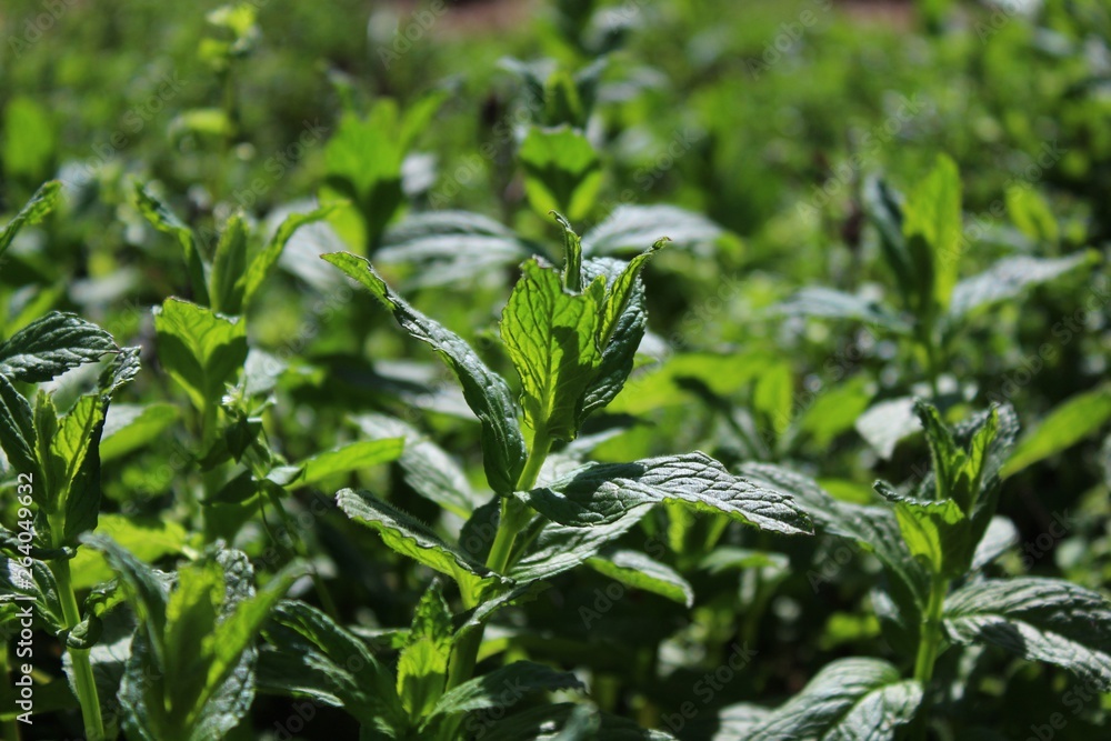 Obraz premium Pfefferminze im Garten