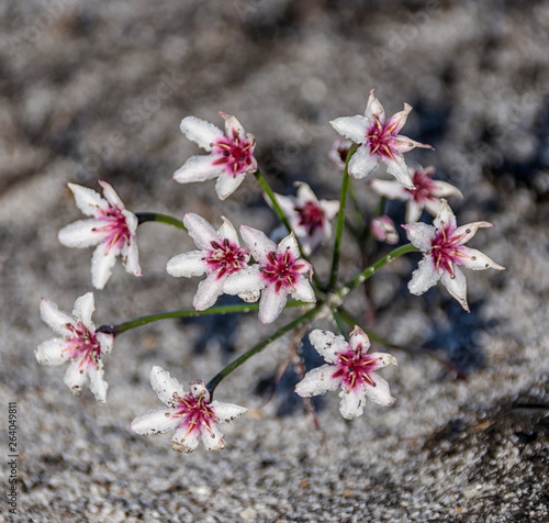 Hessea cinnamomea photo