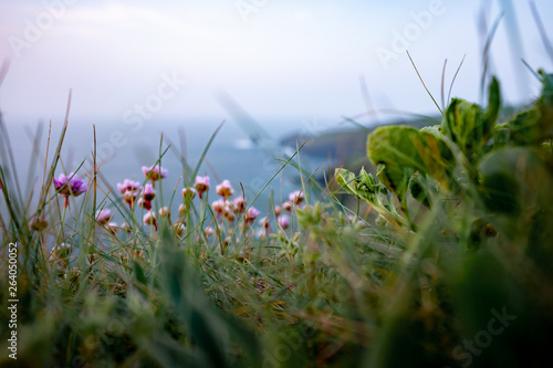 wild flowers on the ocean coast against the blue sky
