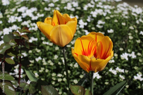 Tulpen und Steinkraut