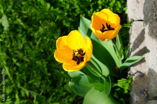 Yellow tulips and dandelions 