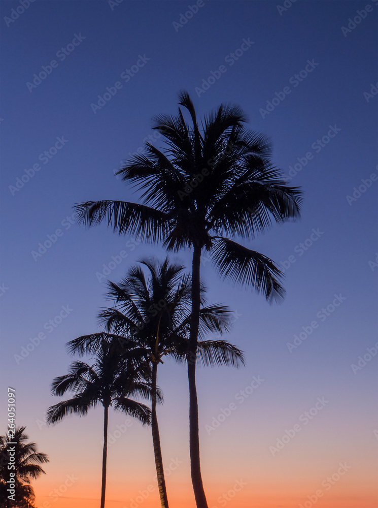 The end of a sunset with a gradient sky and many palm tree shapes from the Bahamas.
