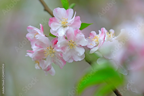 Flowering crabapple in the garden