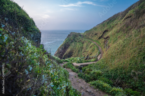 wild flowers along the road to the ocean