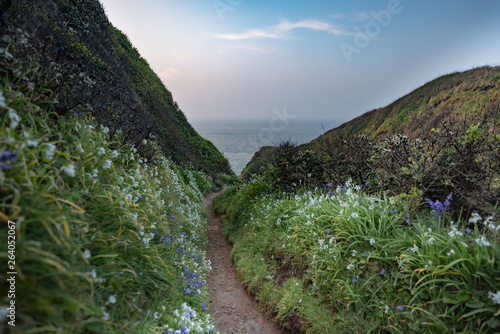 wild flowers along the road to the ocean