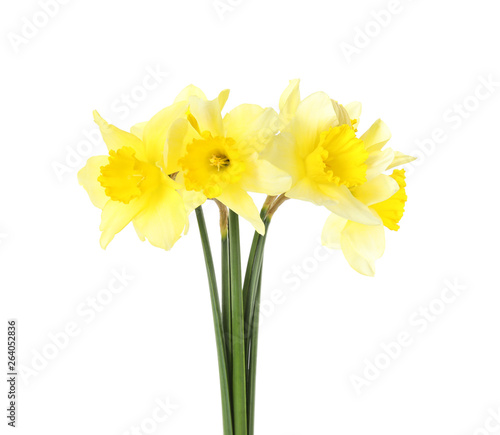 Bouquet of daffodils on white background. Fresh spring flowers