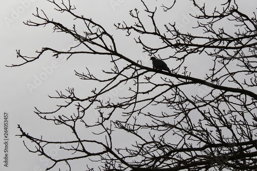 Taube auf einem Baum