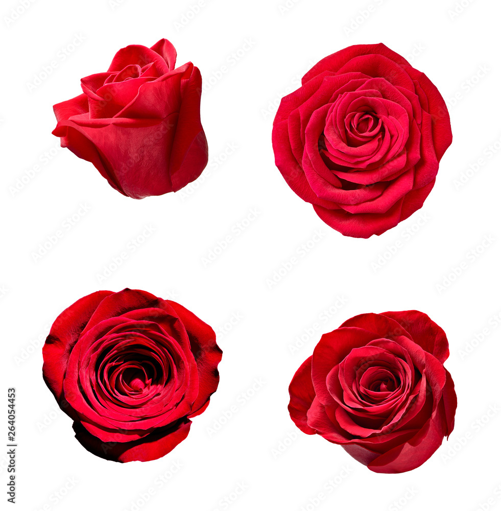 Naklejka premium flower rose petal blosspm background