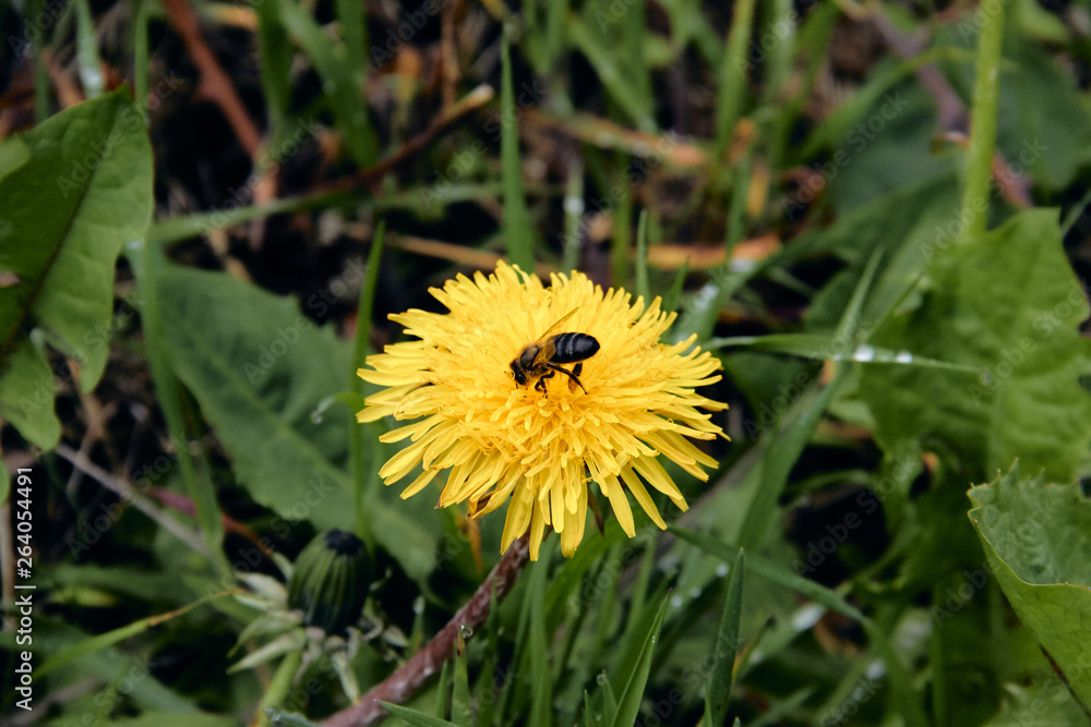 Pollen collecting bee in yellow dandelion flower with diffused green grass background. Pollen collecting bee in yellow dandelion flower with diffused green grass background.