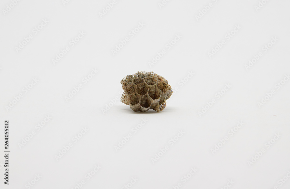 Macro of wasp (Vespula vulgaris) in background isolated on white Macro of wasp (Vespula vulgaris) in background isolated on white
