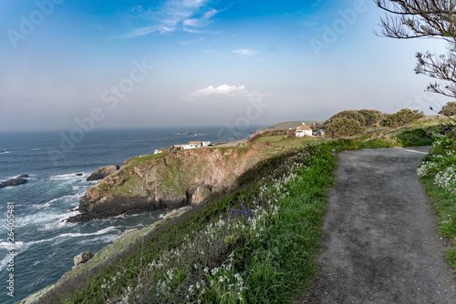 wild flowers along the road to the ocean