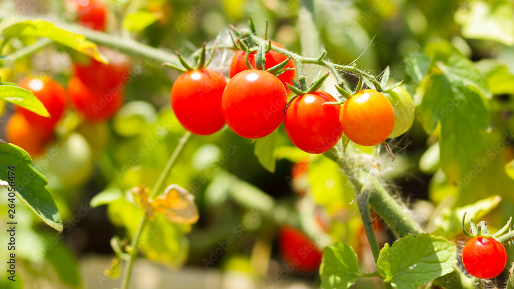 Cherry tomatoes ripen on the bush. Red tomatoes in the garden. Growing tomatoes for sale. Red vegetables in the garden Cherry tomatoes ripen on the bush. Red tomatoes in the garden. Growing tomatoes for sale. Red vegetables in the garden