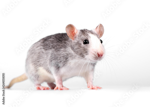 little rat standing on white background close-up looking at camera