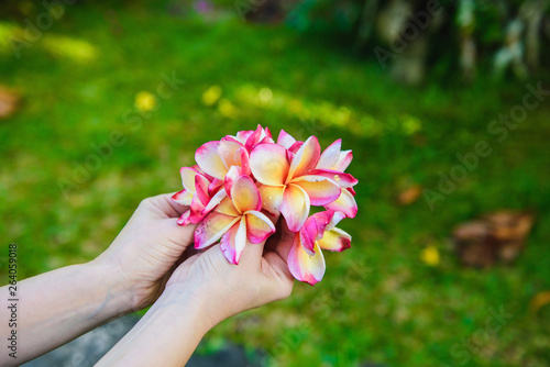 Woman holds frangipani flowers bouquet in jungle