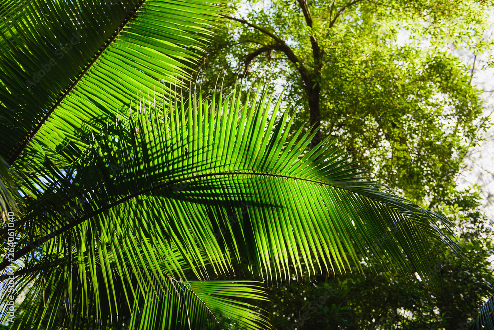 Obraz premium Coconut tree palm with harvest down view