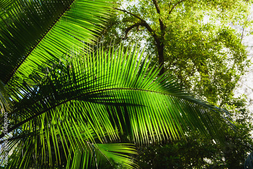 Coconut tree palm with harvest down view