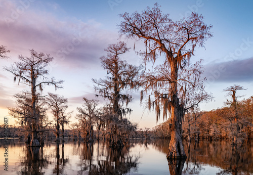Side lit bald cypress during sunset on Caddo Lake with spanish moss