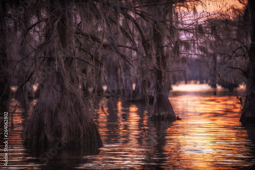 Bald cypress trunks with sunset reflection at Caddo Lake