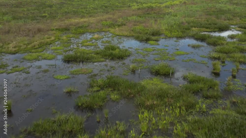Florida Marsh with Fence and Birds