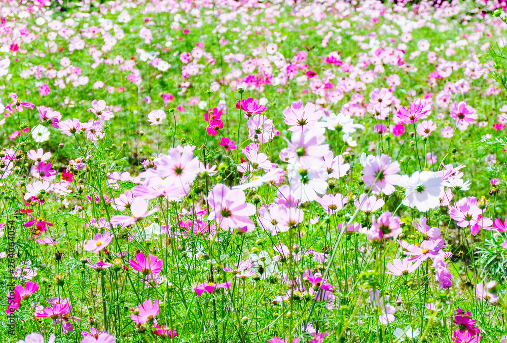 Spring flower pink field / colorful cosmos blooming in the beautiful garden flowers Spring flower pink field / colorful cosmos blooming in the beautiful garden flowers
