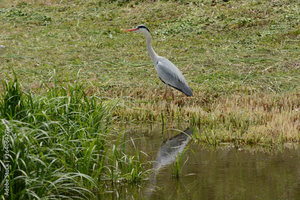 A heron on the waterside A heron on the waterside