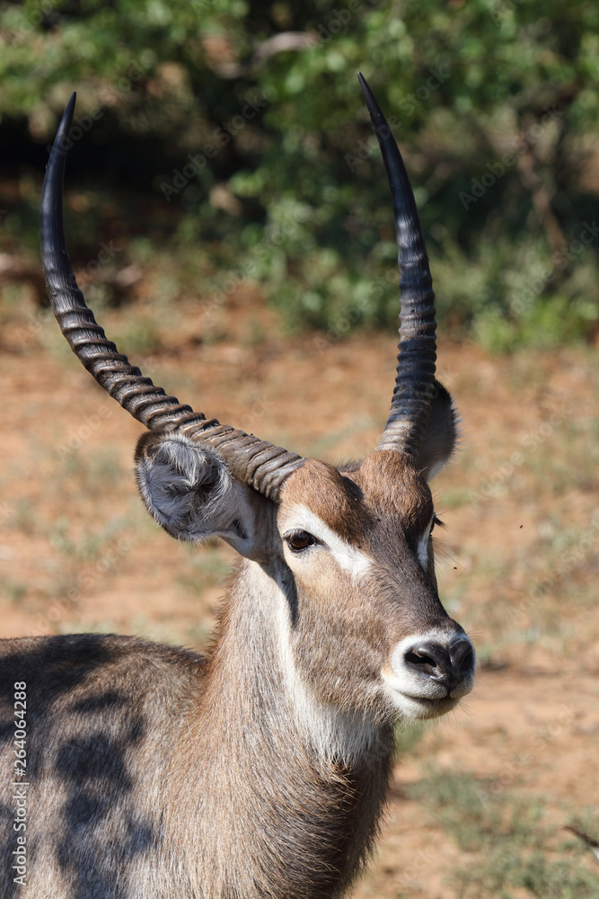 Wasserbock / Waterbuck / Kobus ellipsiprymnus Wasserbock / Waterbuck / Kobus ellipsiprymnus